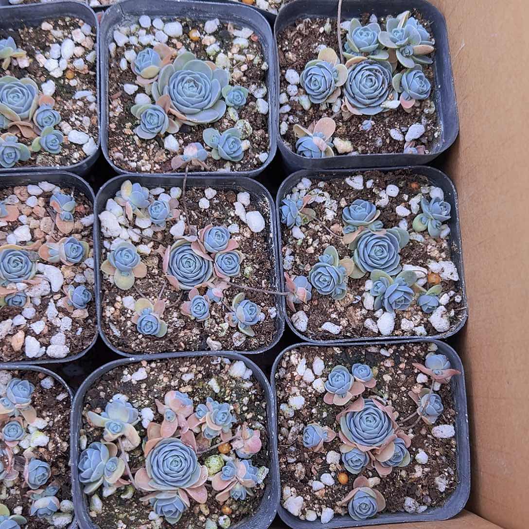 自持莲花19包邮多肉