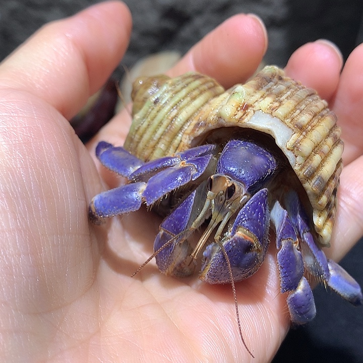 2.2口径奔跑家寄居蟹10号