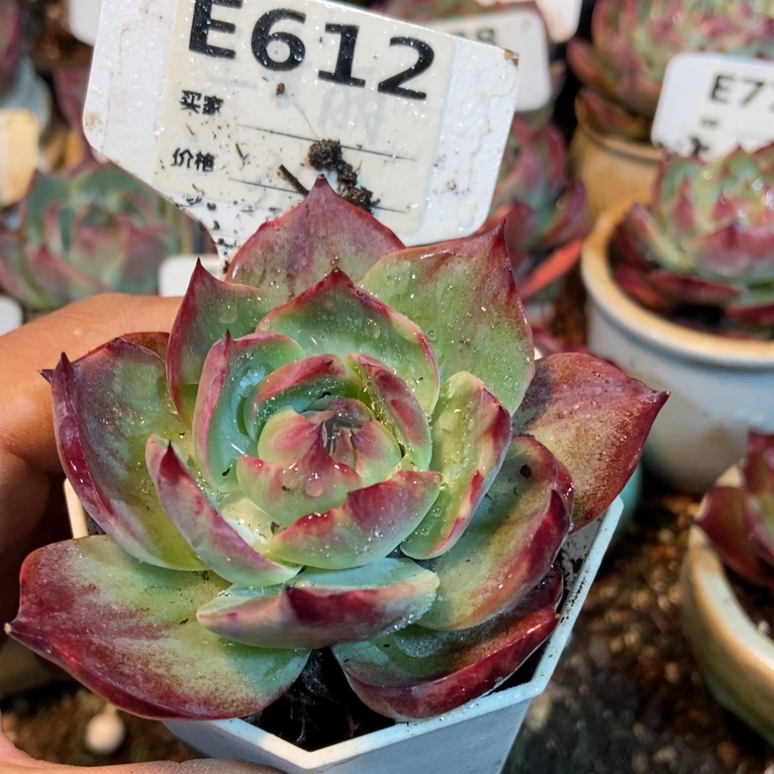 惊鸿一瞥612号楼