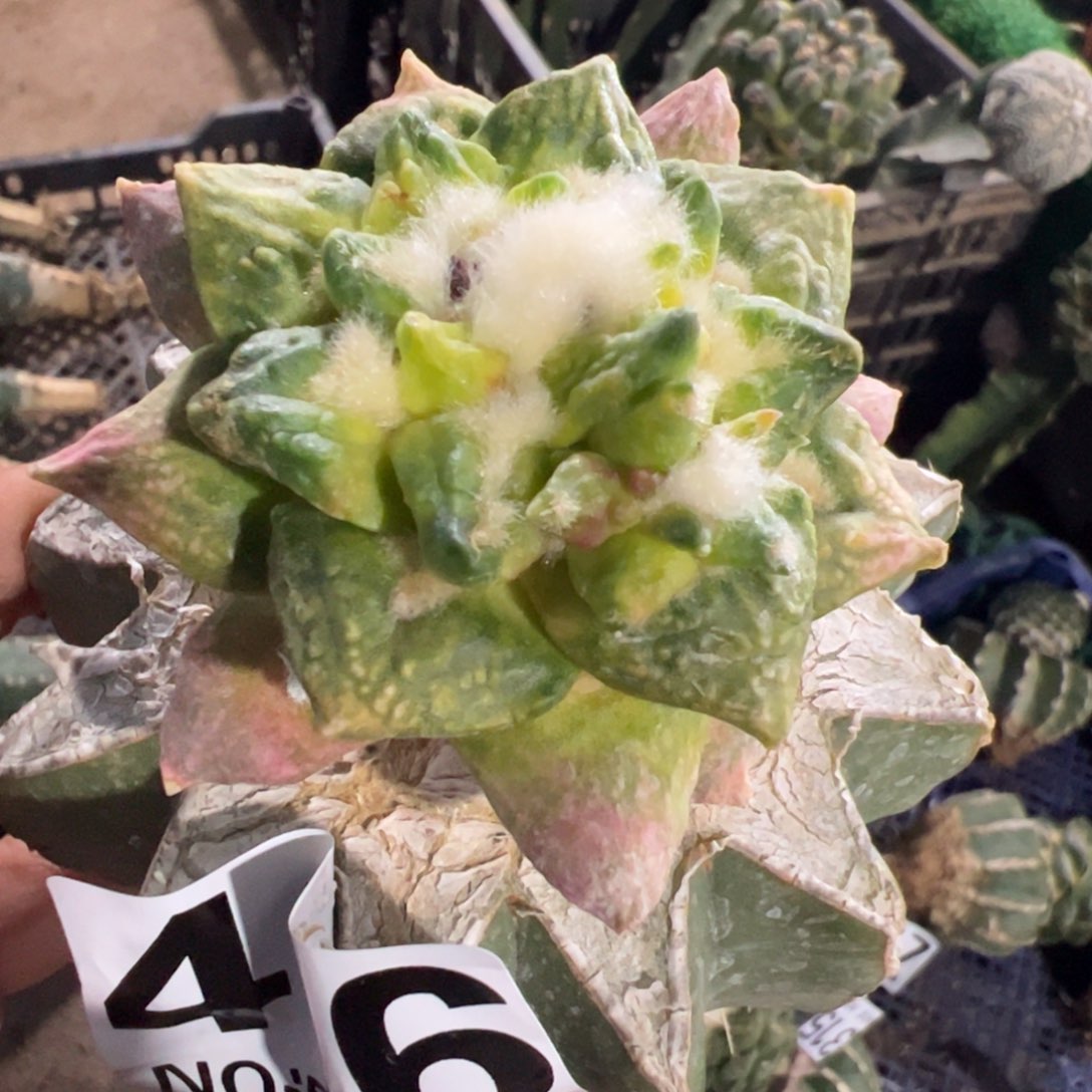 龟甲牡丹锦仙人球416