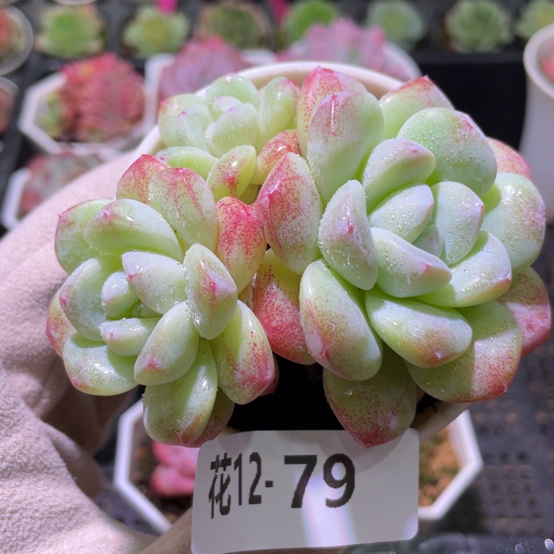 花利美12-79冰玉群