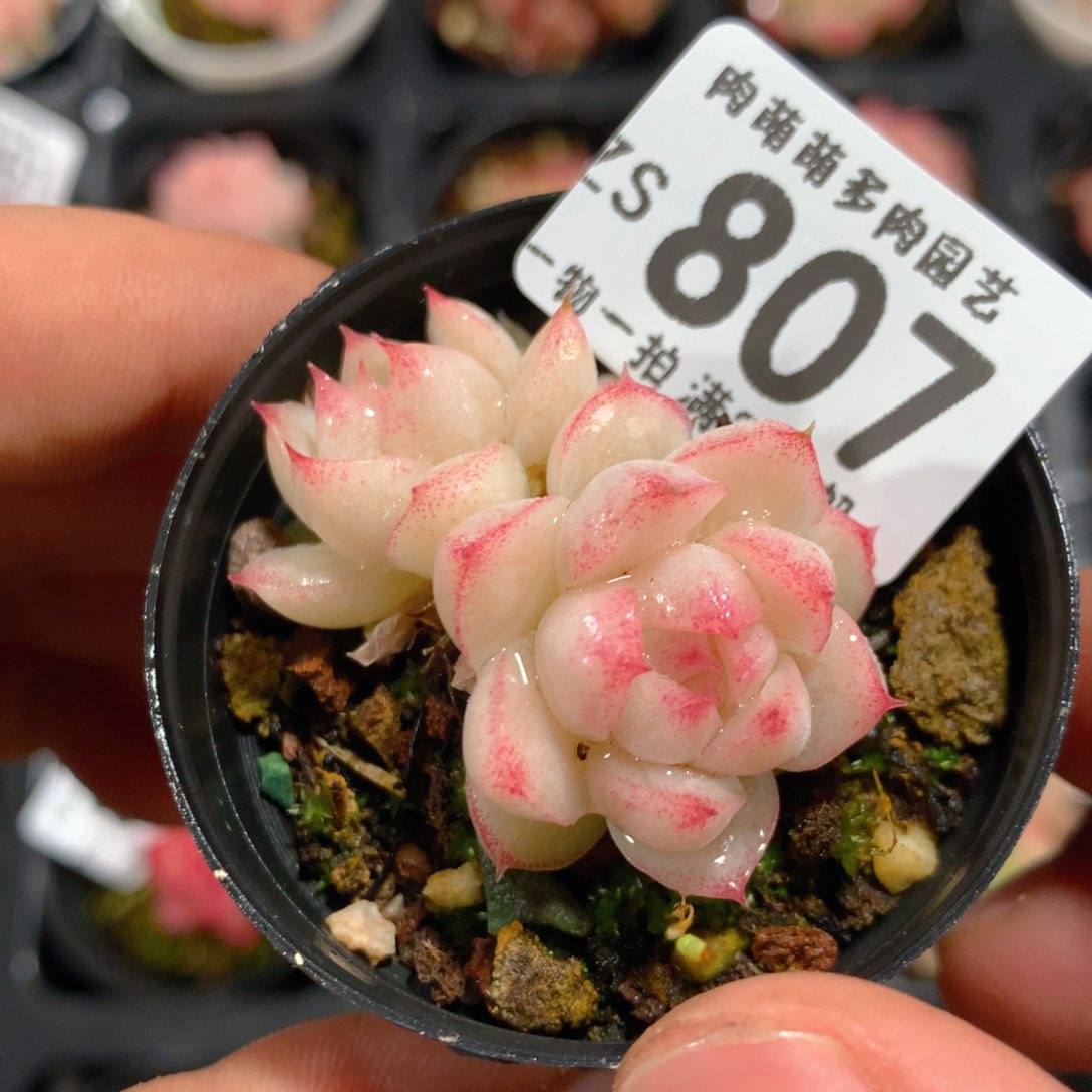 5CM拇指盆精控多肉ZS807