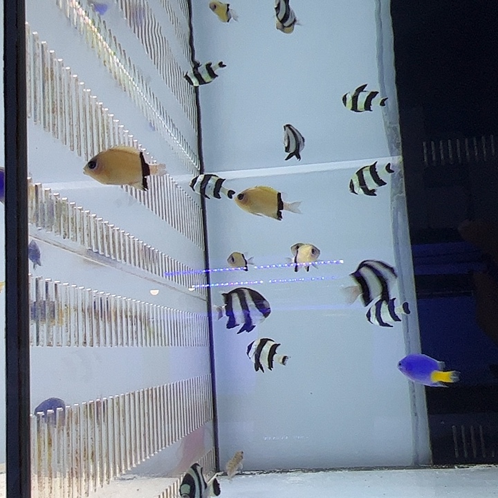 海水鱼西施雀。    