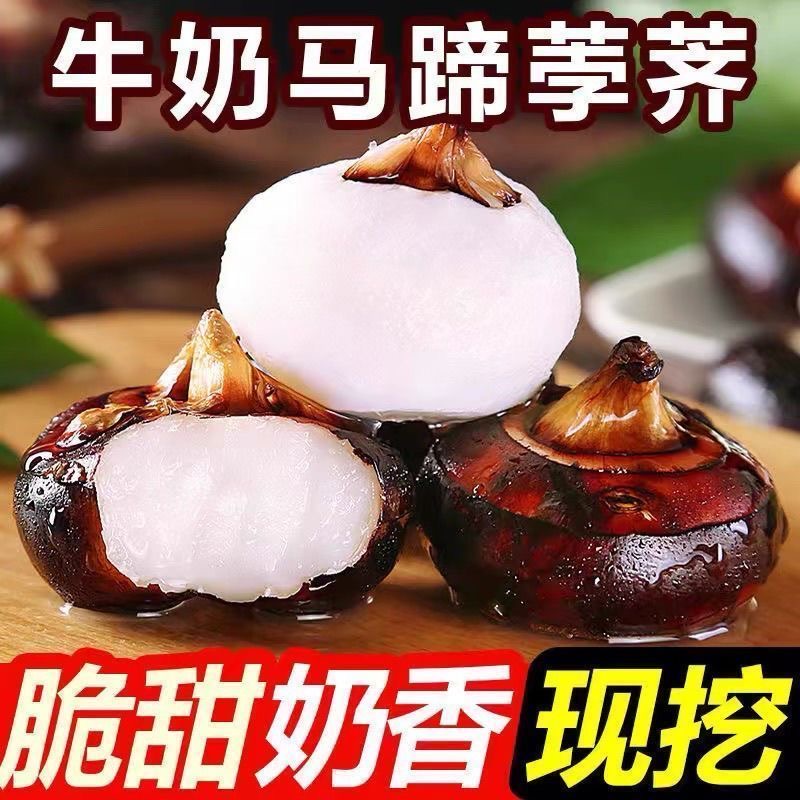广西马蹄脆甜多汁现挖荸荠荸荠特大带泥马蹄当季食用地栗新鲜特产