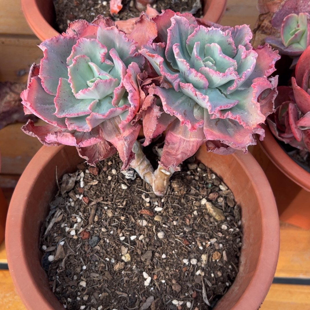 多肉舞会红群【非偏远地区满18包邮】