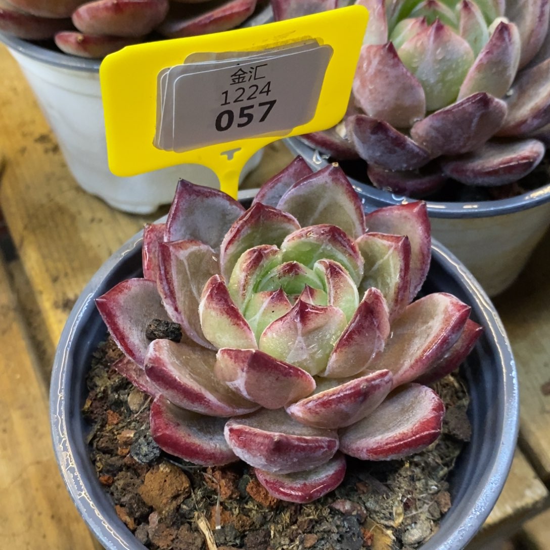 福利多多。1224057