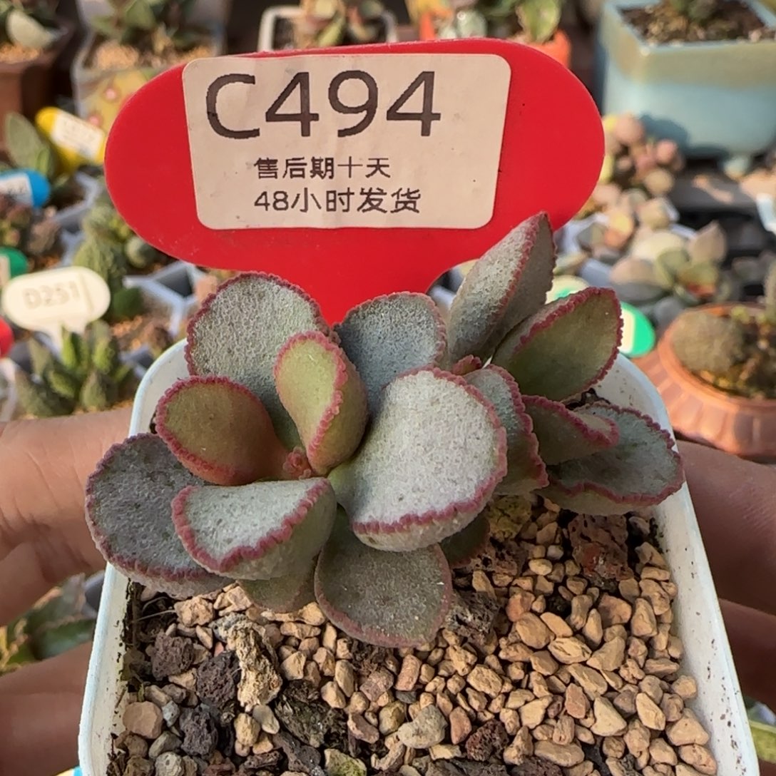 雪兔桩子。   494。    