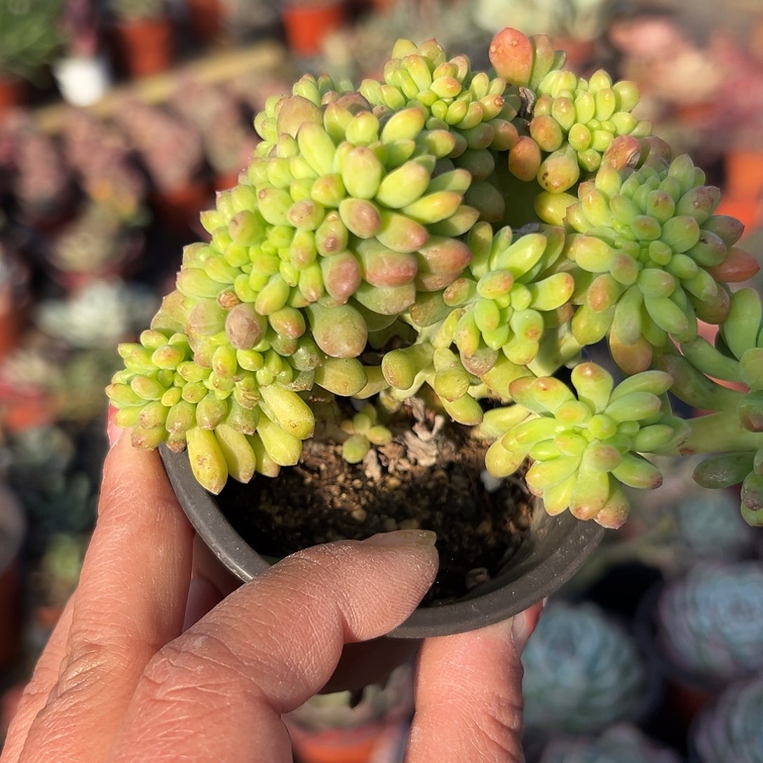 多肉植物春萌缀化