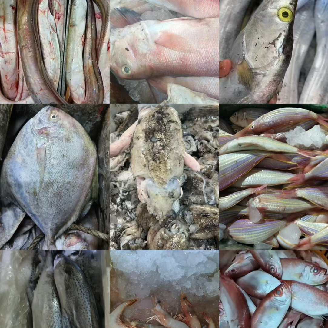 汕尾本港新鲜海杂鱼野生海捕肉质鲜嫩当日上岸速冻发货