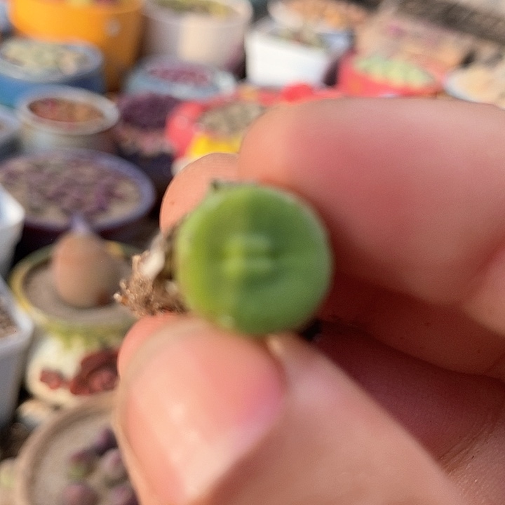 15512嘟嘟嘴一颗        