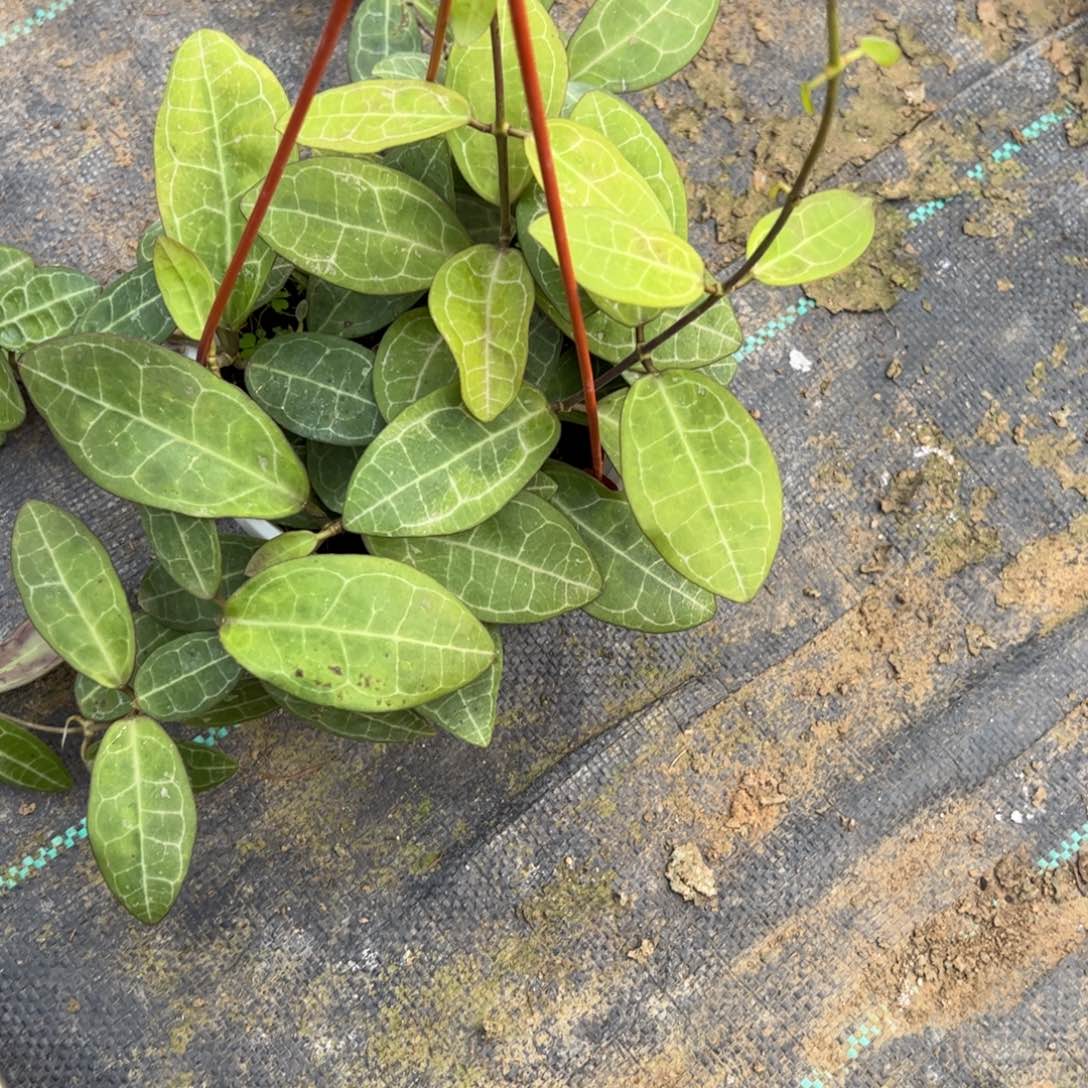 太***0完全开放椭圆叶球兰