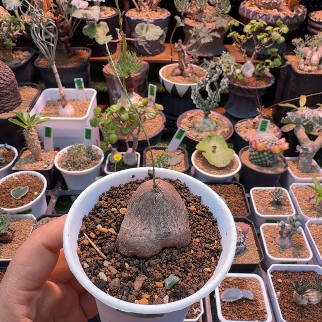 象足龟758 仙人球