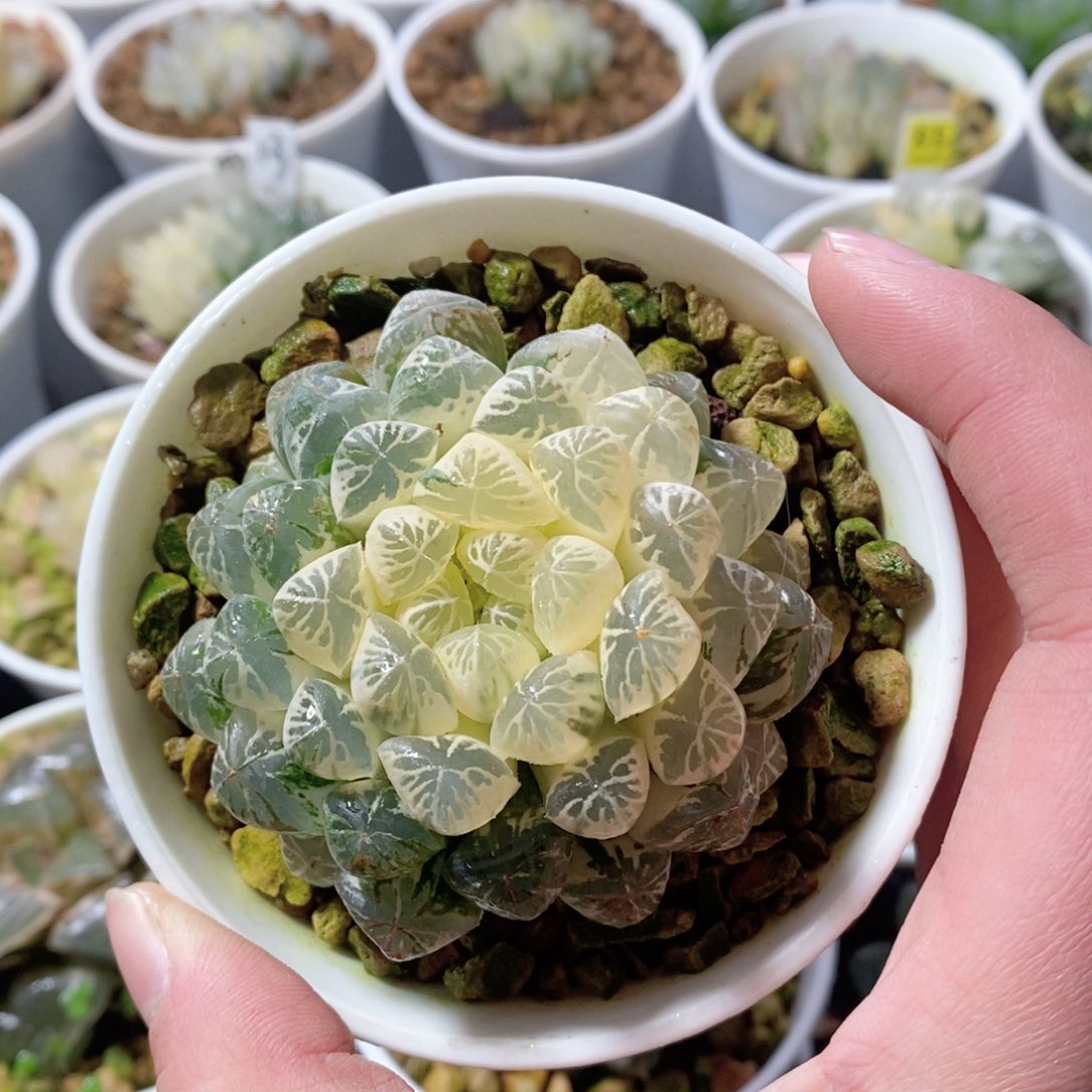 全糊塑料皮锦多肉植物