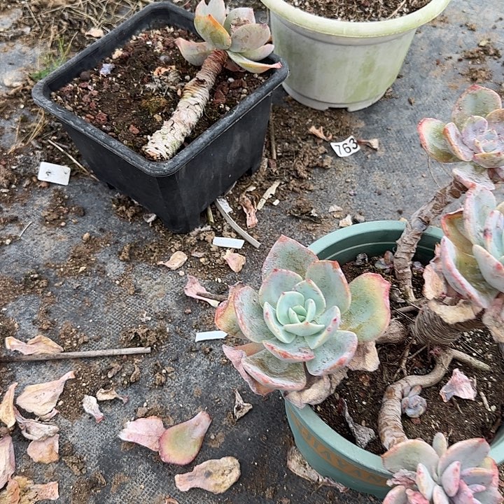 昕*254不售后白凤脱土发货不退不换