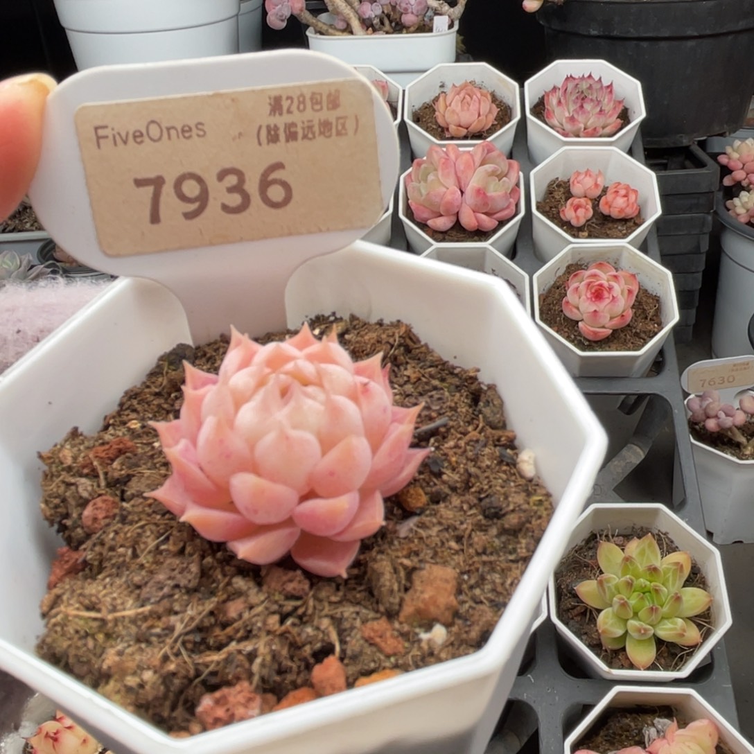 朱砂痣7936-3.0厘米