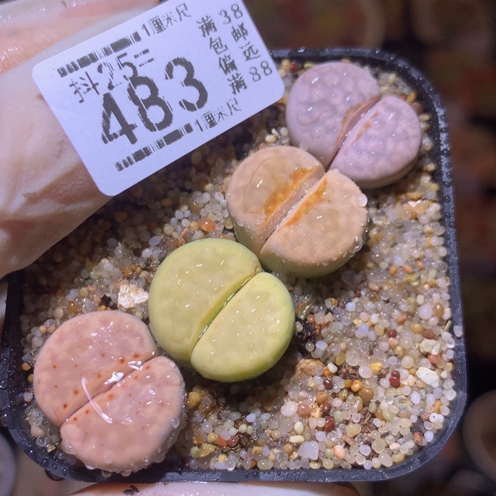 精品生石花25.483