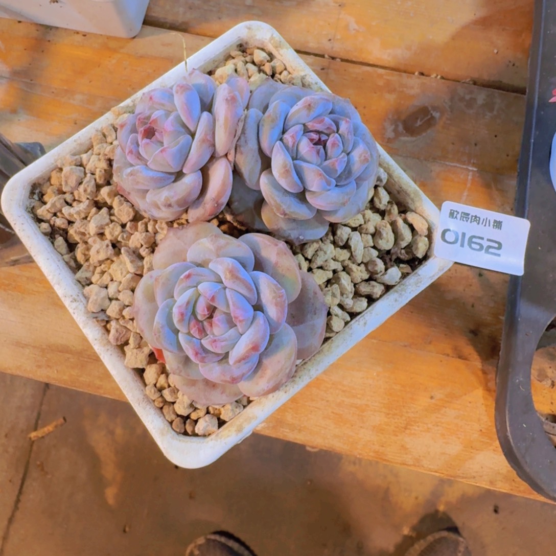 P***l多肉植物石榴籽0163