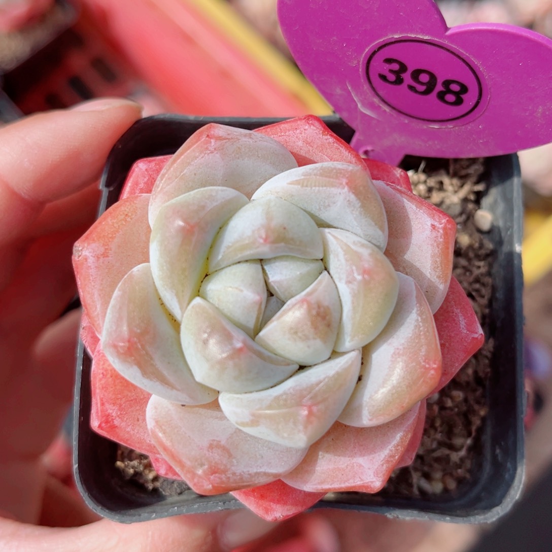 398号小老桩冰玉单头