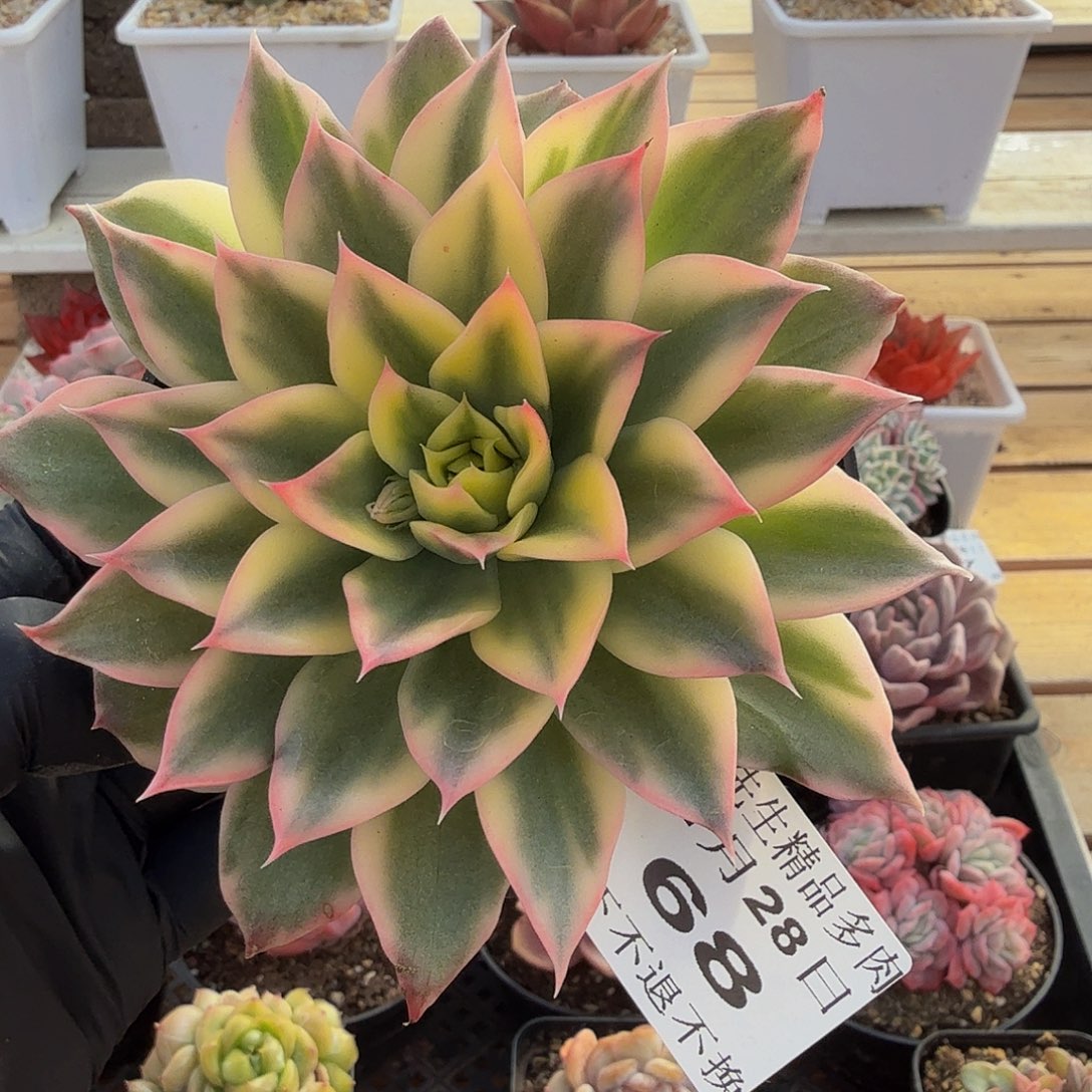 1128-68海浪锦单头