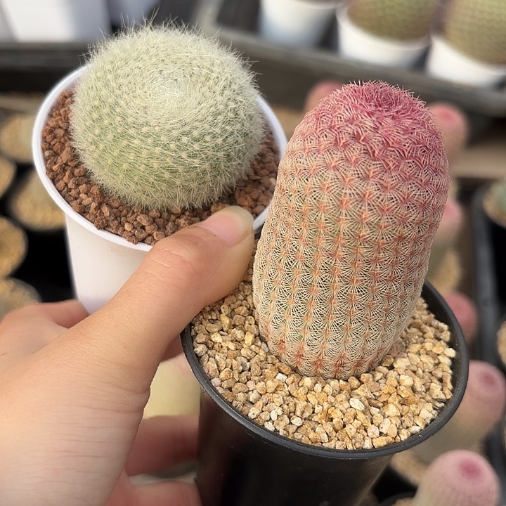 红太阳➕白雪光组合发