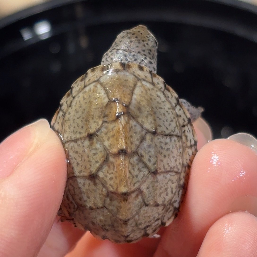 诗***角宠物龟不分公母增生剃刀