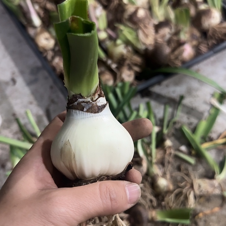 钢***朱右上1。 5cm，裸球发货