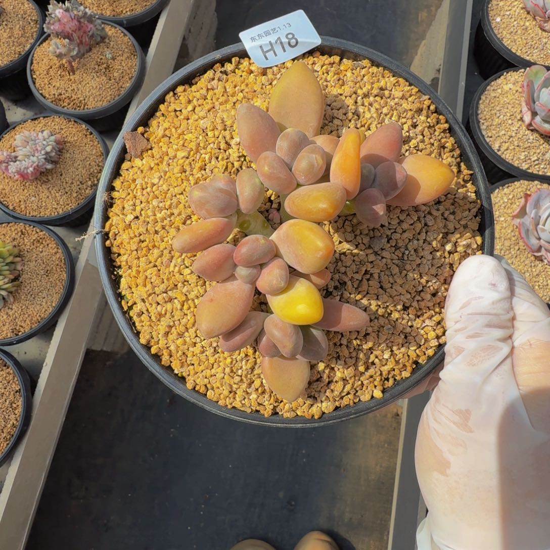 h h h h h h h 18