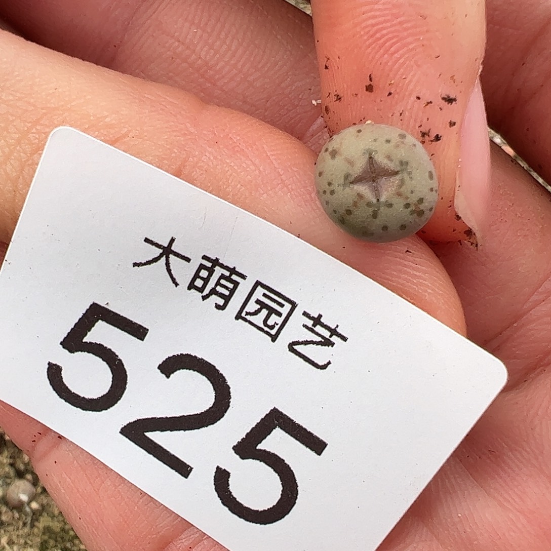 一物一拍。        525
