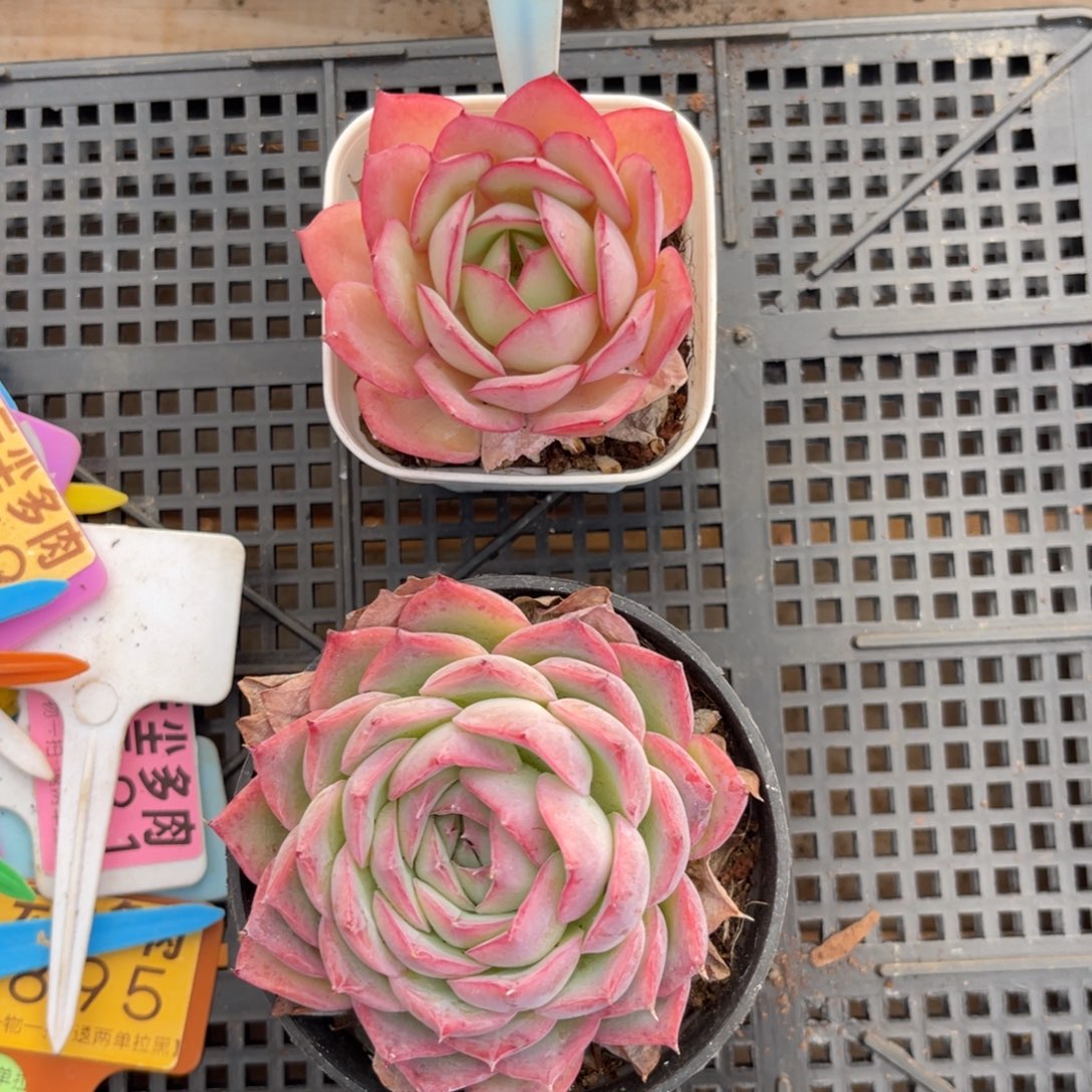 云尘多肉一物一拍1619