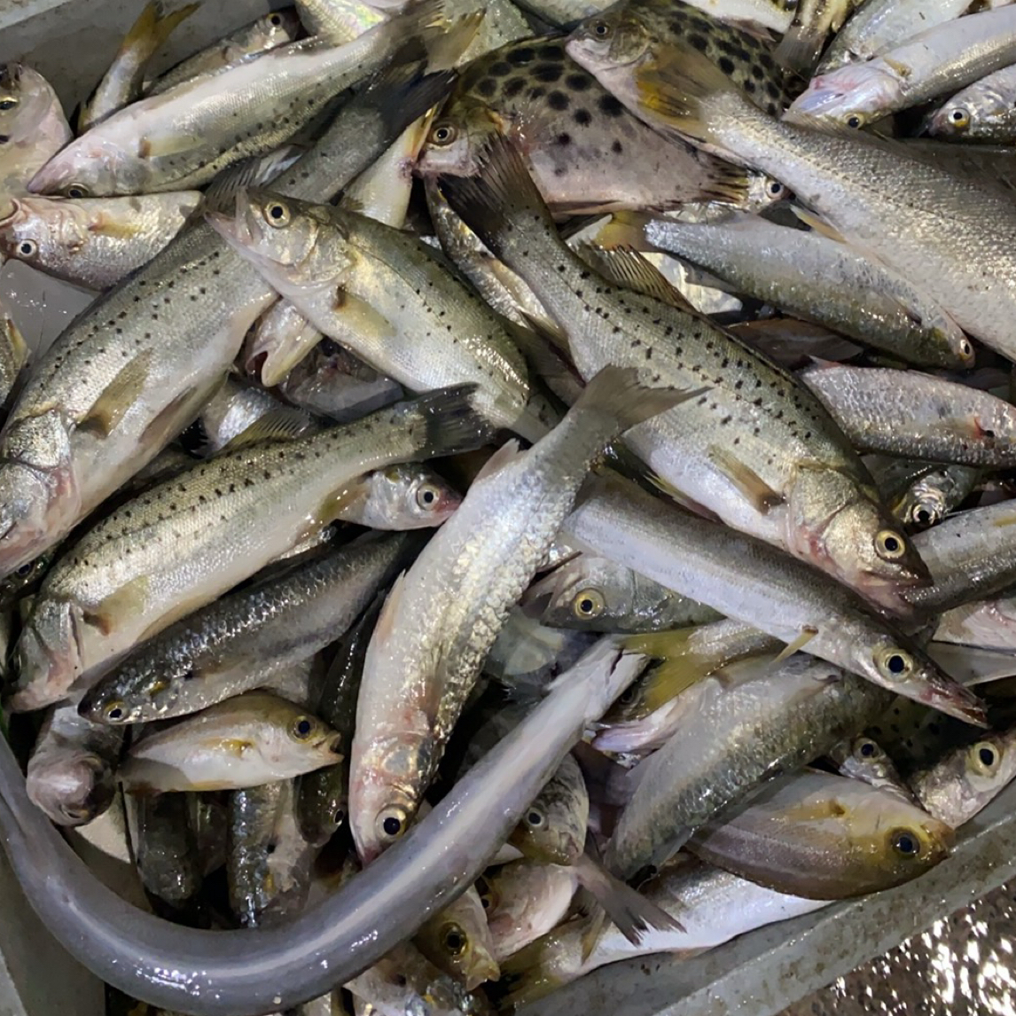 海门本港纯野生浅海 杂鱼 新鲜度很顶真 杂鱼煲 熬鱼汤必备