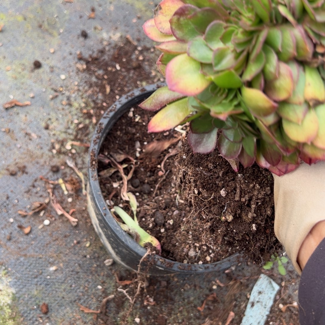 68雨荷缀多肉嘻嘻嘻