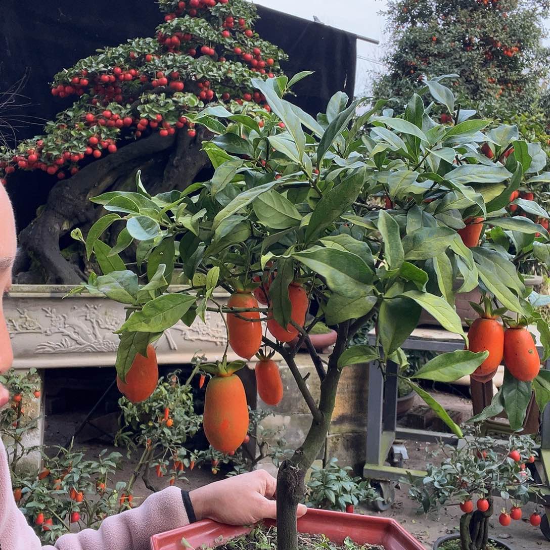 金弹子盆景喜欢的来