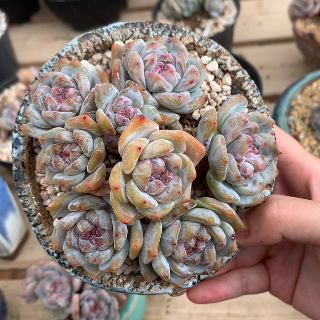 八头脸朝上精控肥肥