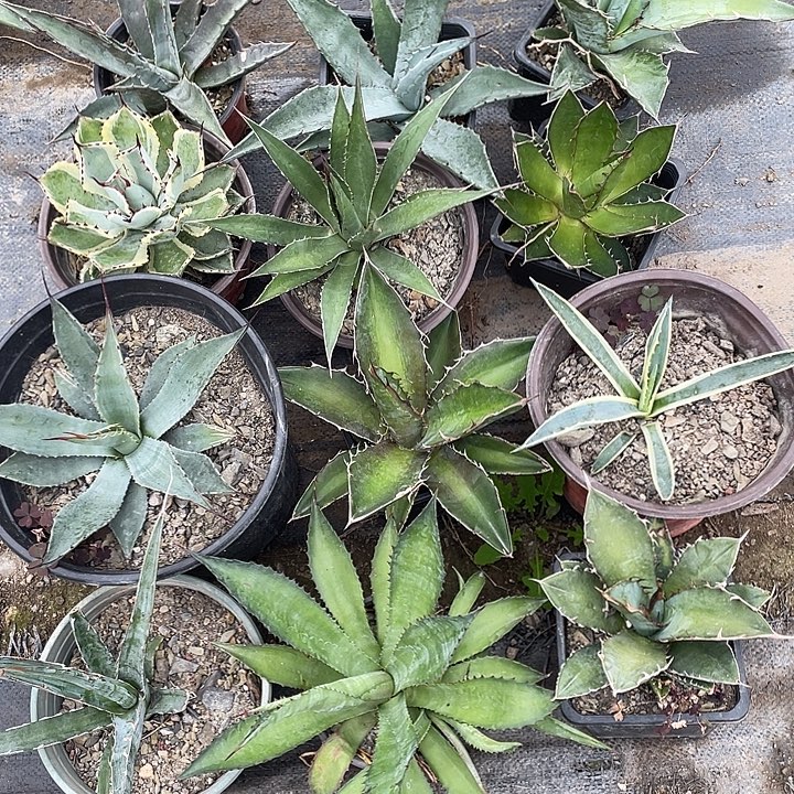 无花朵套利套餐1 2个品种