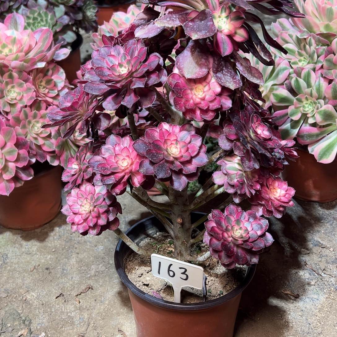 163多肉000000000000000