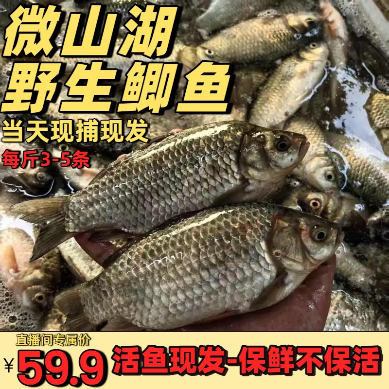 【活鱼直发】拍6斤送【2斤】每斤3-5条（保鲜发出-保鲜不保活）