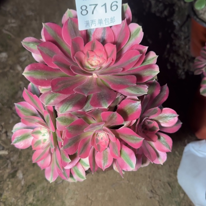 8716女巫多肉植物