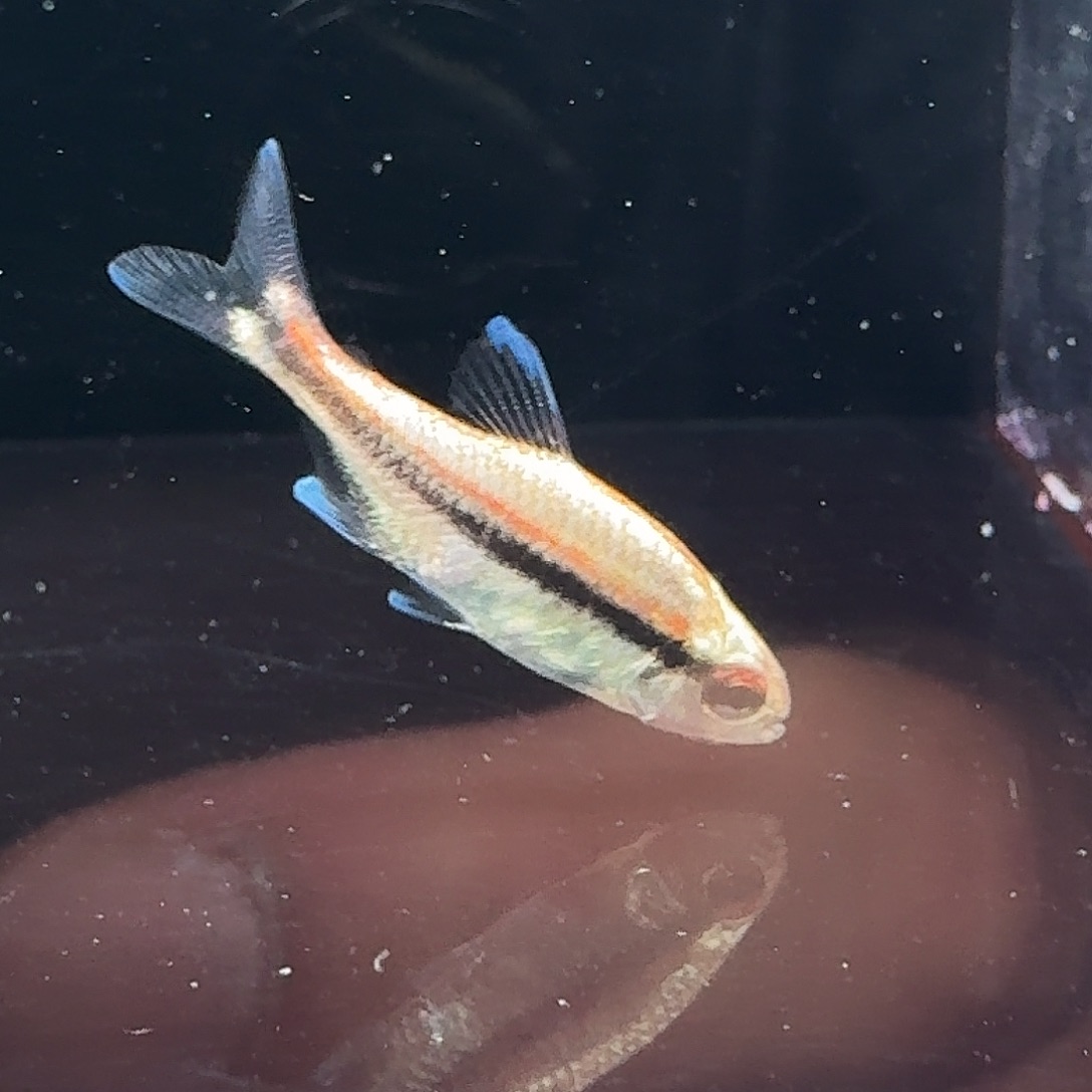 灯科鱼满金白金巧克力