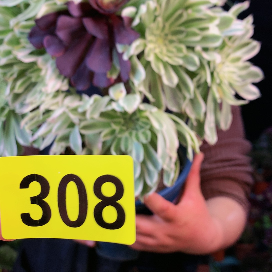 柒哥多肉不包侧断枝308