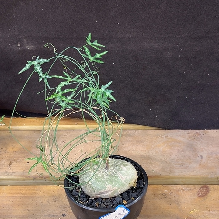 汤圆植物彩叶西番莲