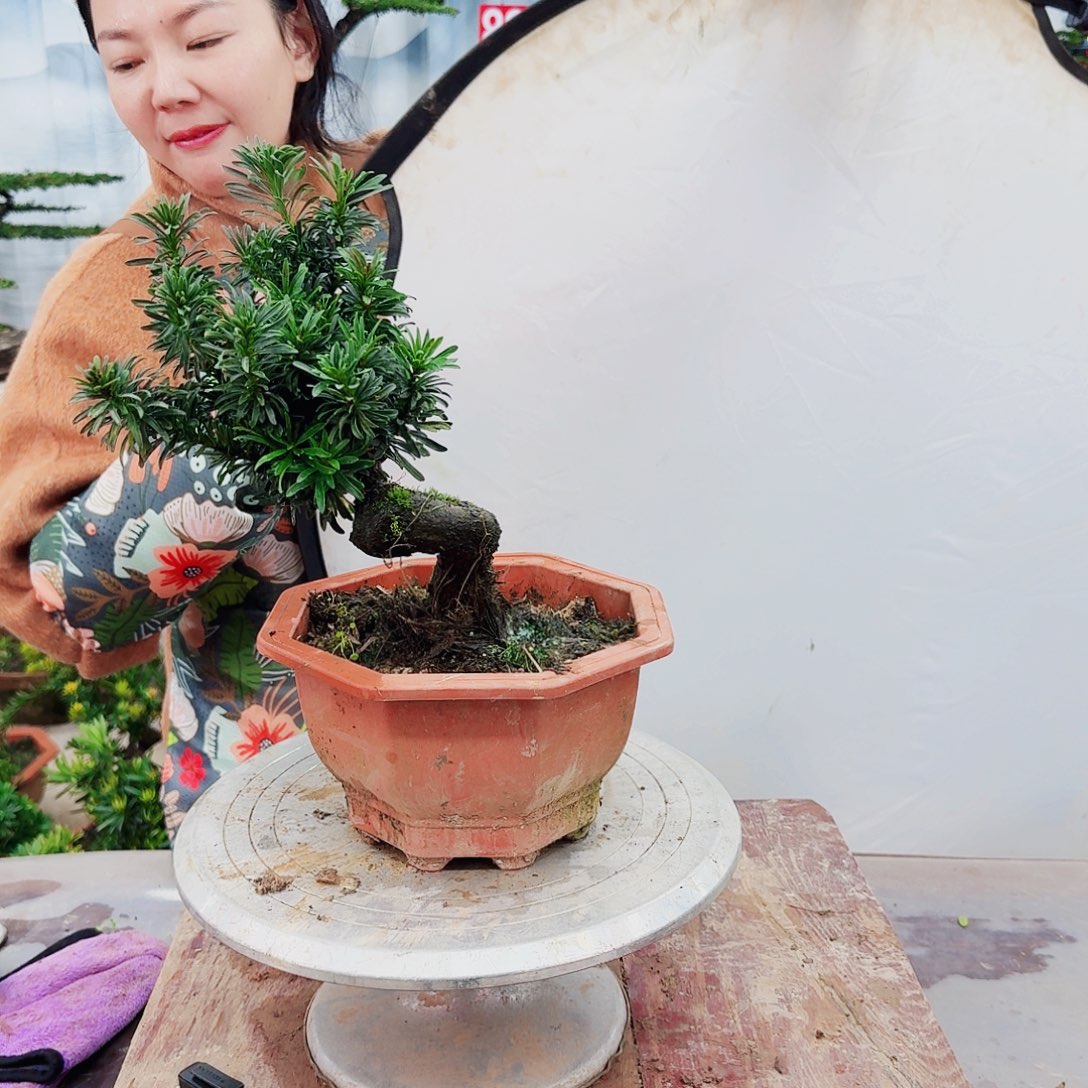 绿植罗汉松一物一拍