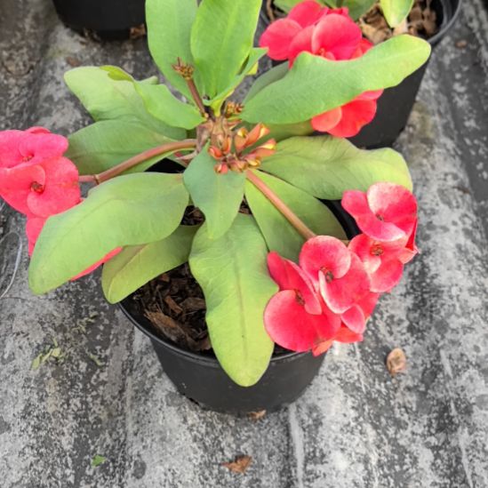 ****漪完全开放娇容三变直播间一物一拍