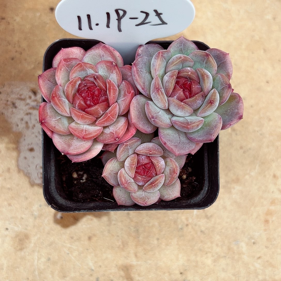 云***轻1119-25蜜家新品。