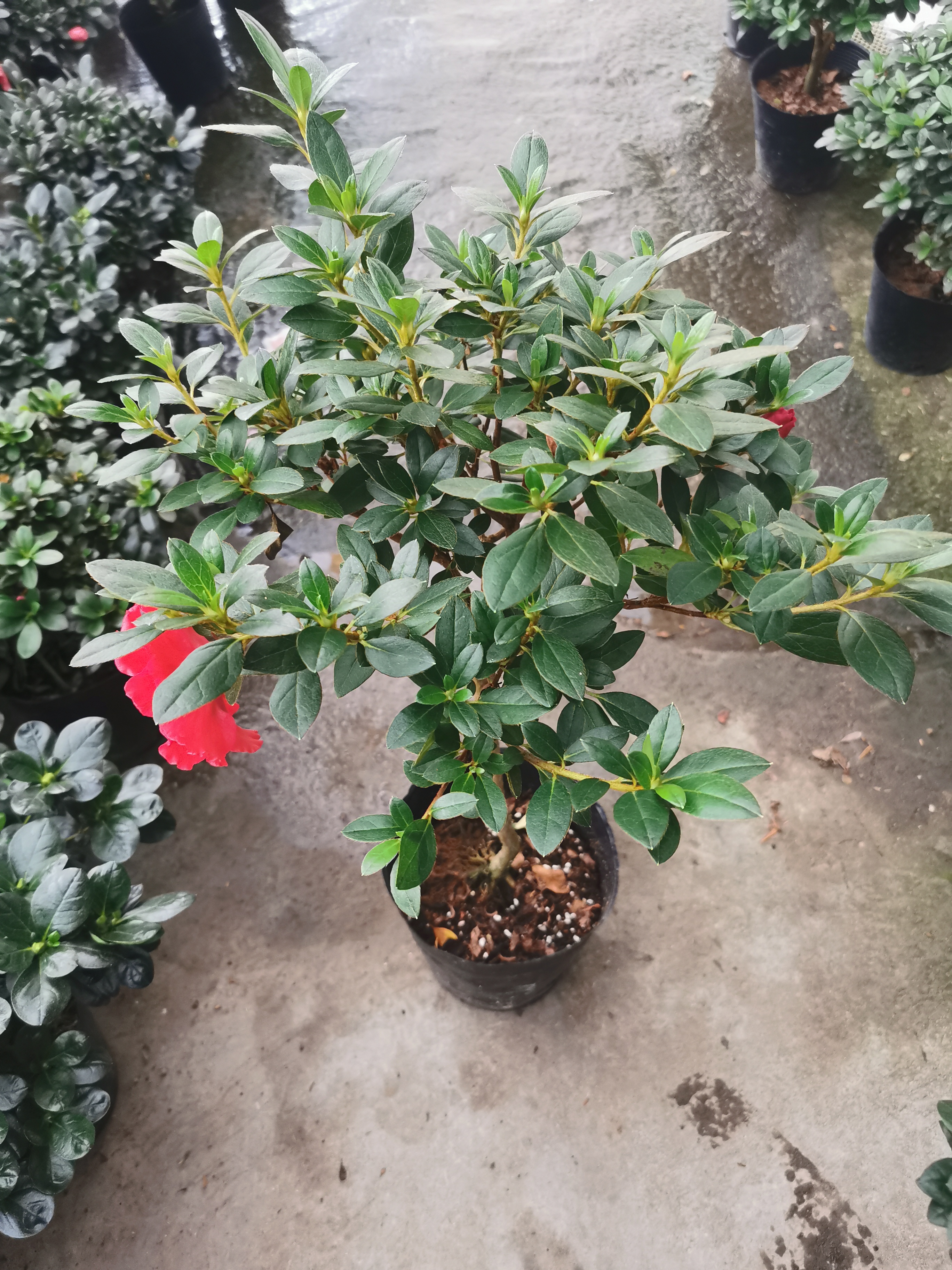 大富贵 红色 高山杜鹃花 四季循环开花 耐寒耐热