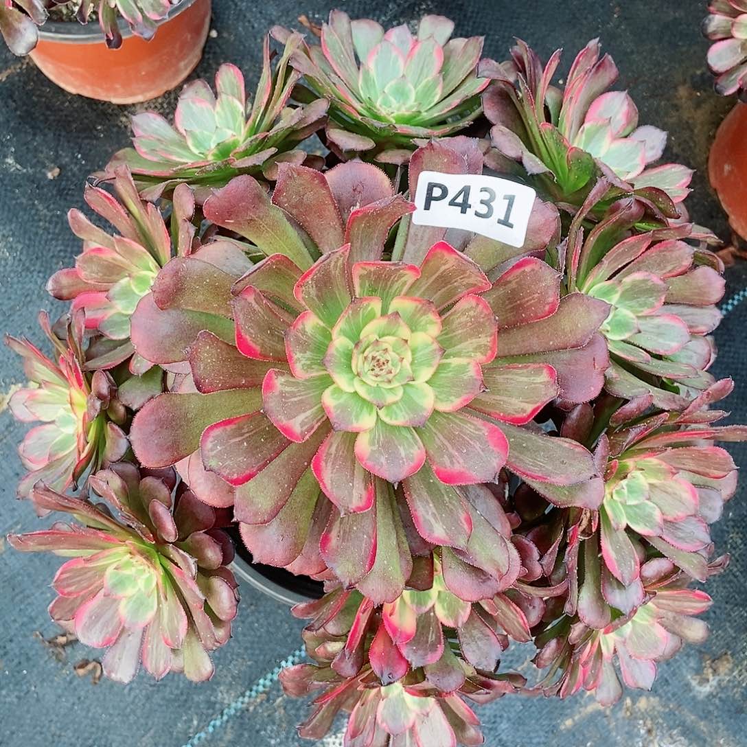 红陶431烟花5多肉