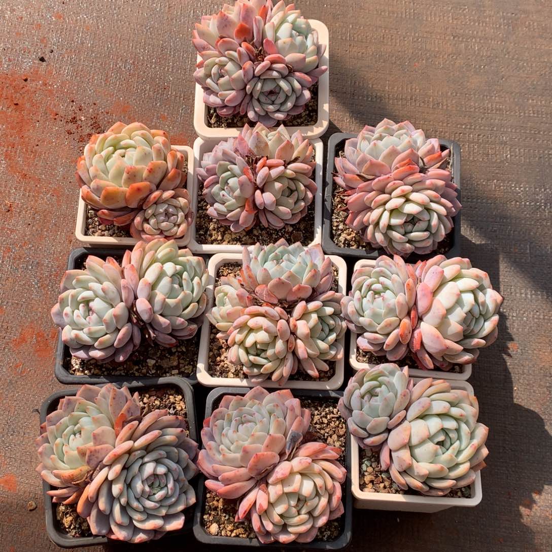 10颗只有一组000000000