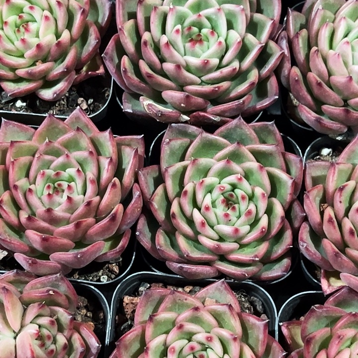 绿茵           福利多多