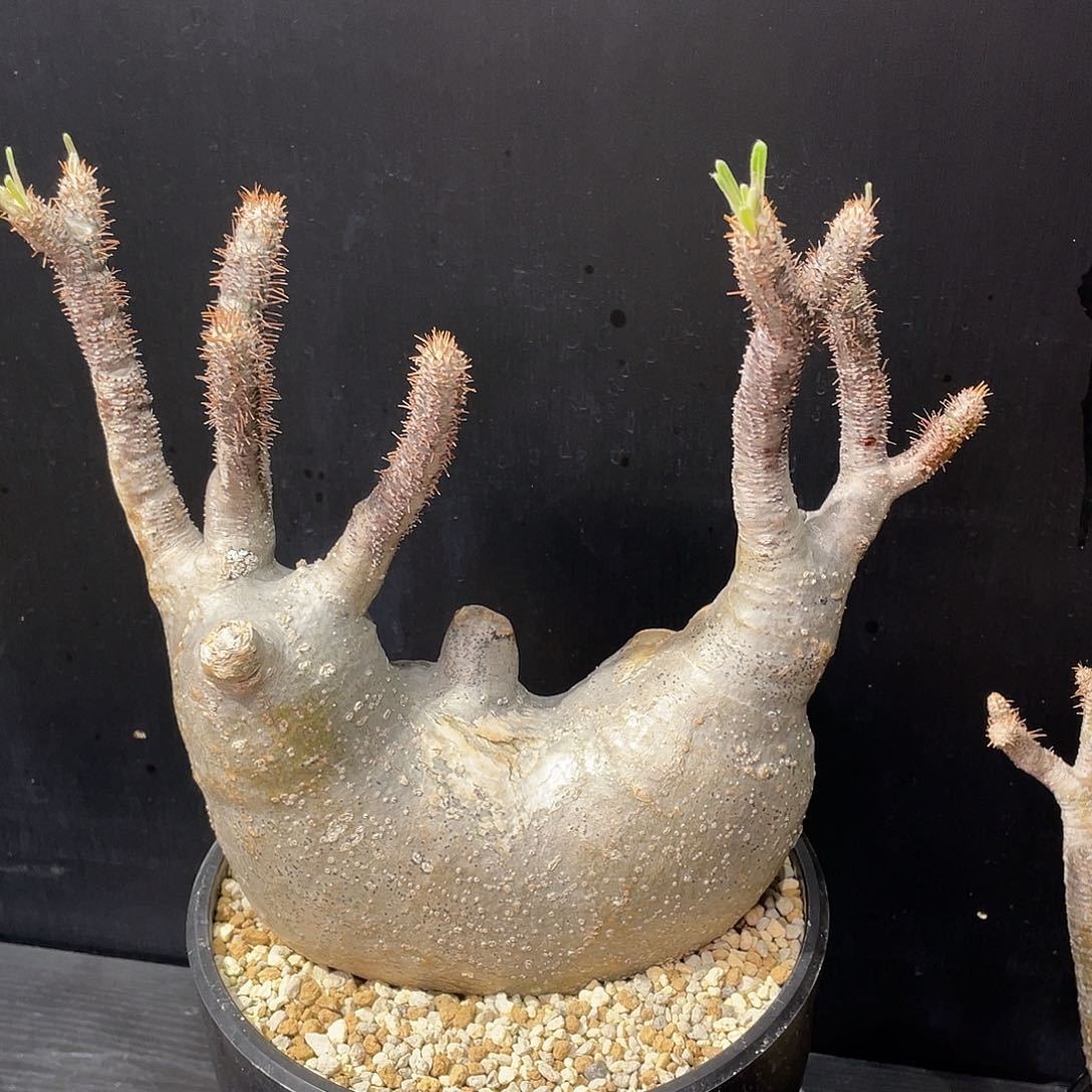 象牙宫老家熟桩养定