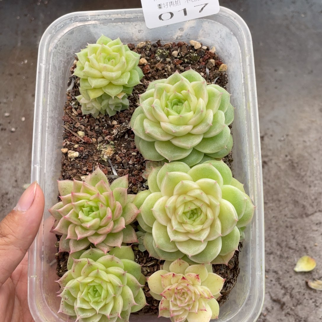 糕大上多肉植物17
