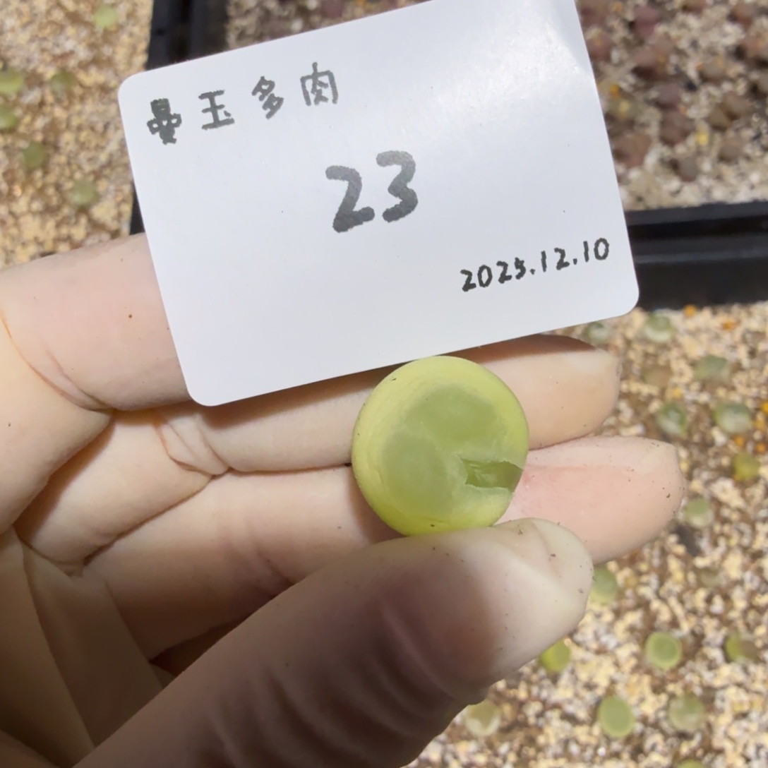 荙***子多肉多肉多肉12.10-023
